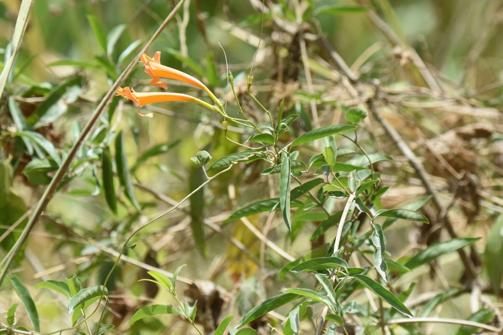 Image of Bignonia longiflora Cav.