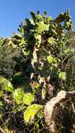 Image of Common Pricklypear