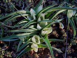 Image de Colchicum capense subsp. capense