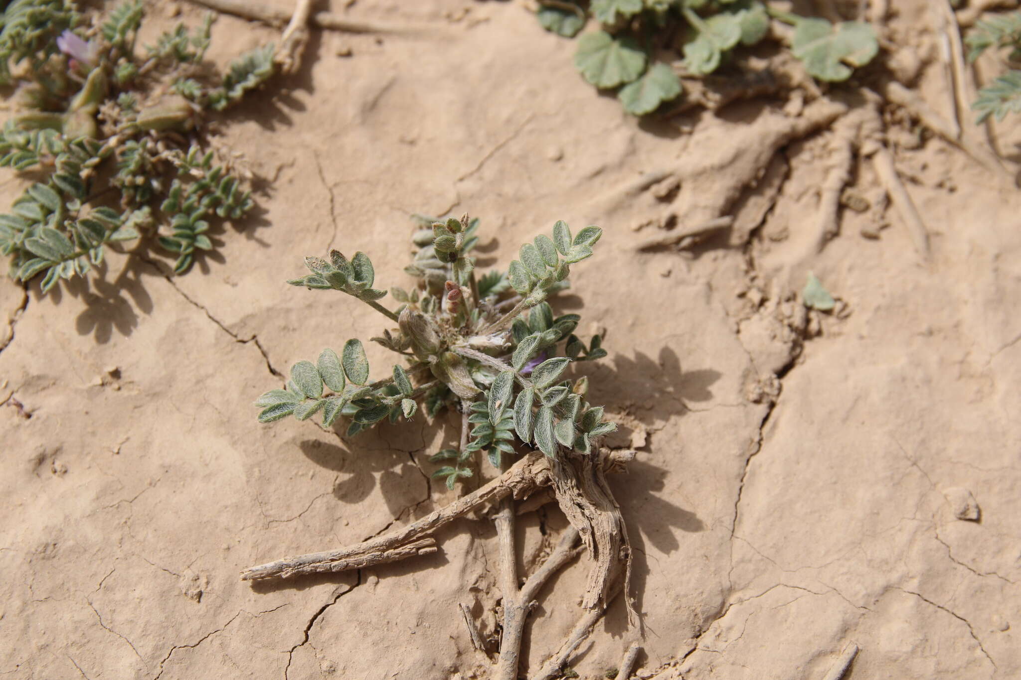 Imagem de Astragalus tribuloides Delile