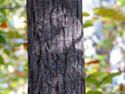Image of mockernut hickory