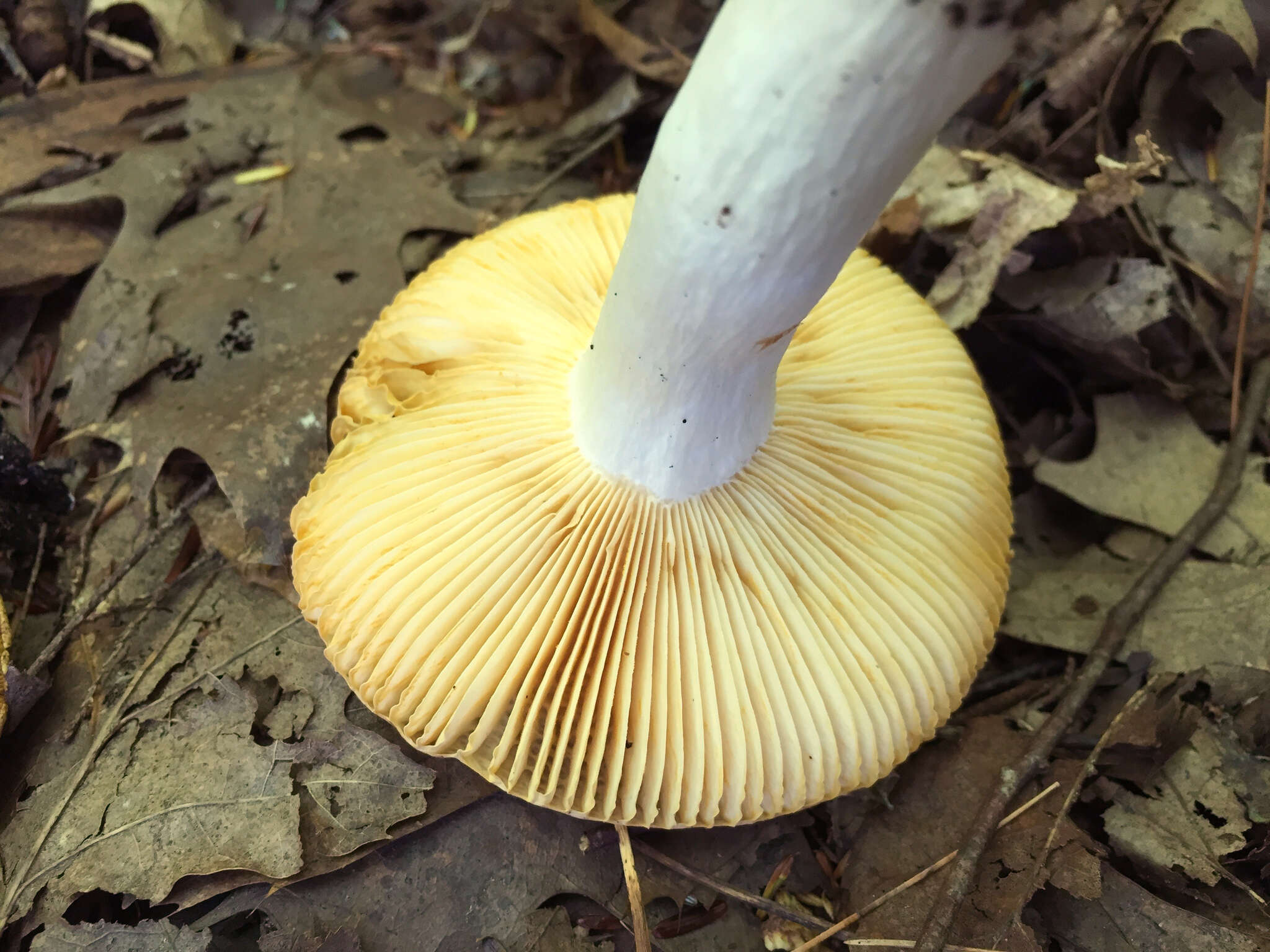 Image of Russula decolorans (Fr.) Fr. 1838