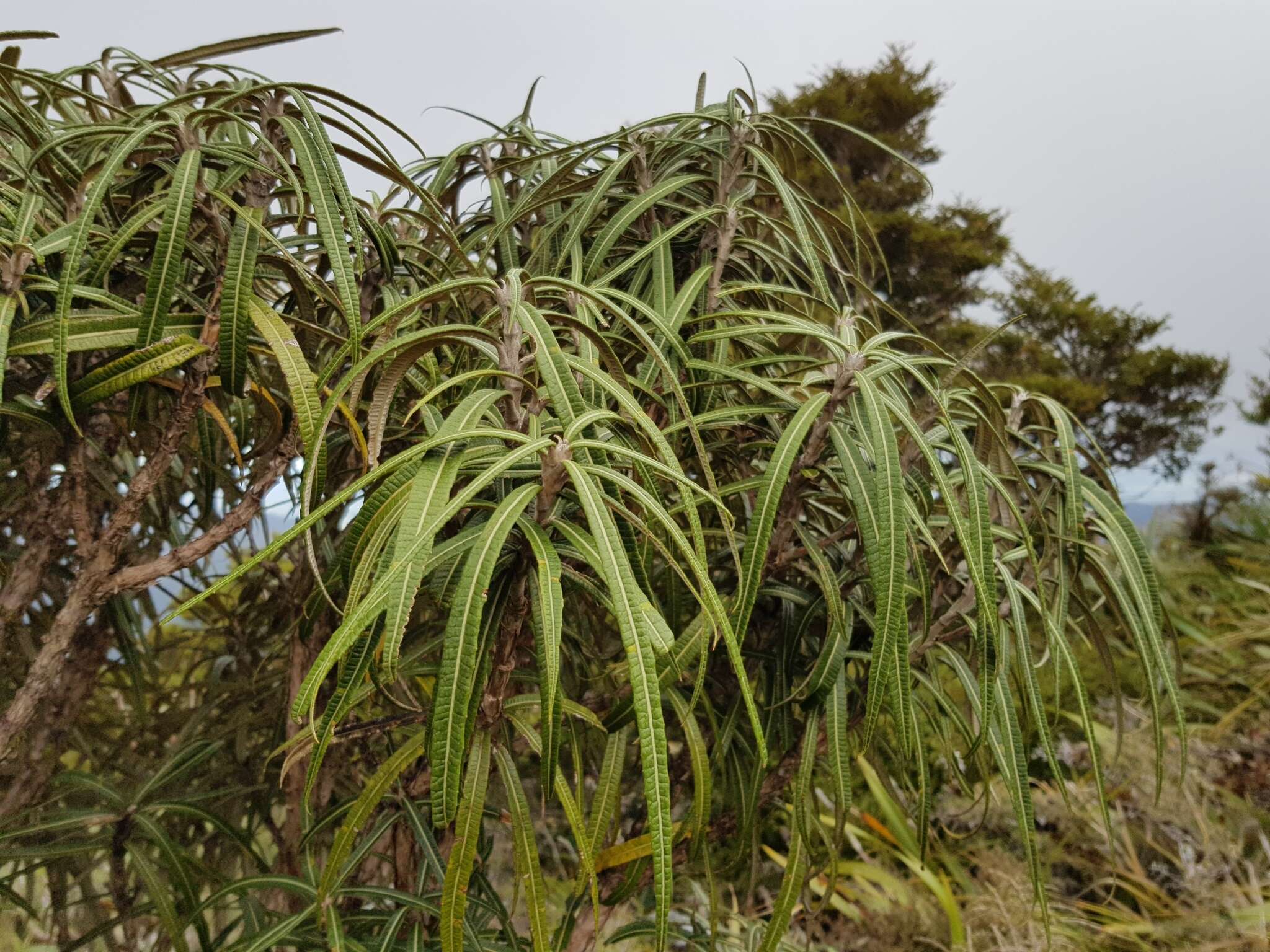 Слика од Olearia lacunosa Hook. fil.