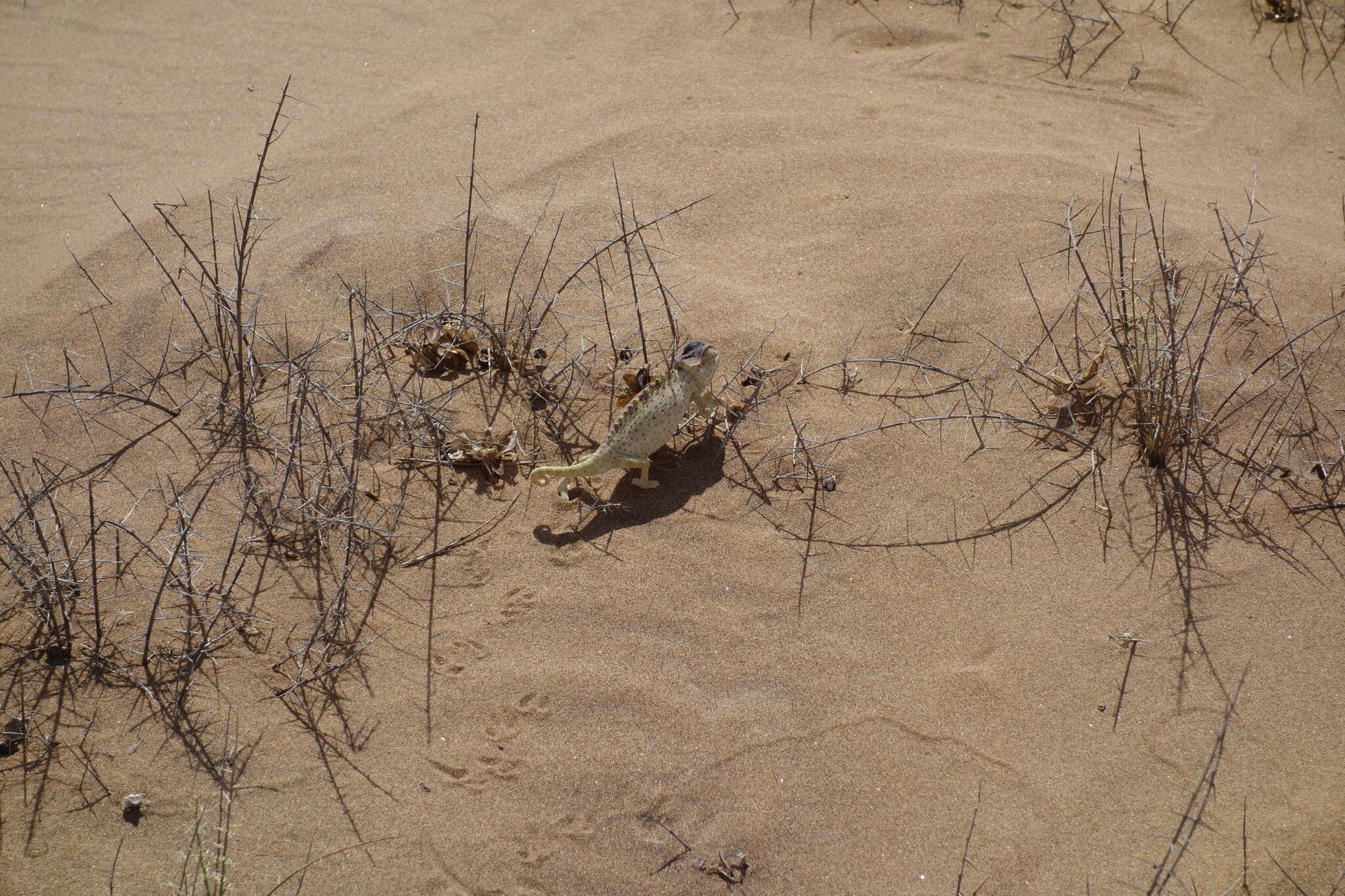 Image of Desert Chameleon