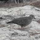 Plancia ëd Columbina passerina bahamensis (Maynard 1887)