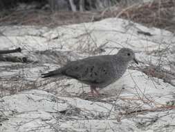 Plancia ëd Columbina passerina bahamensis (Maynard 1887)