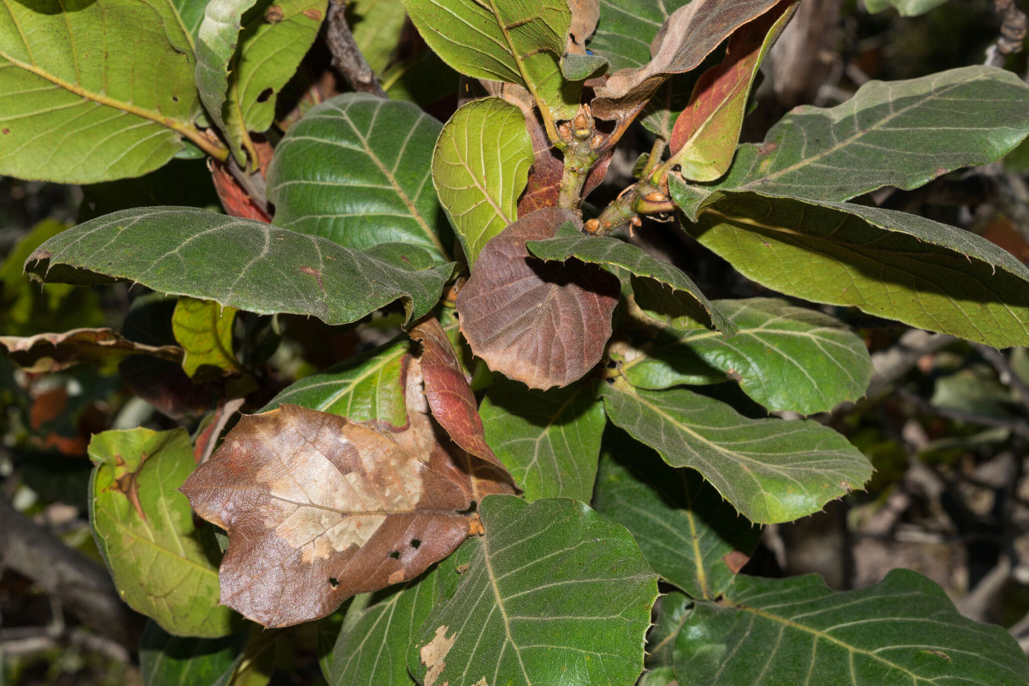 Imagem de Quercus radiata Trel.