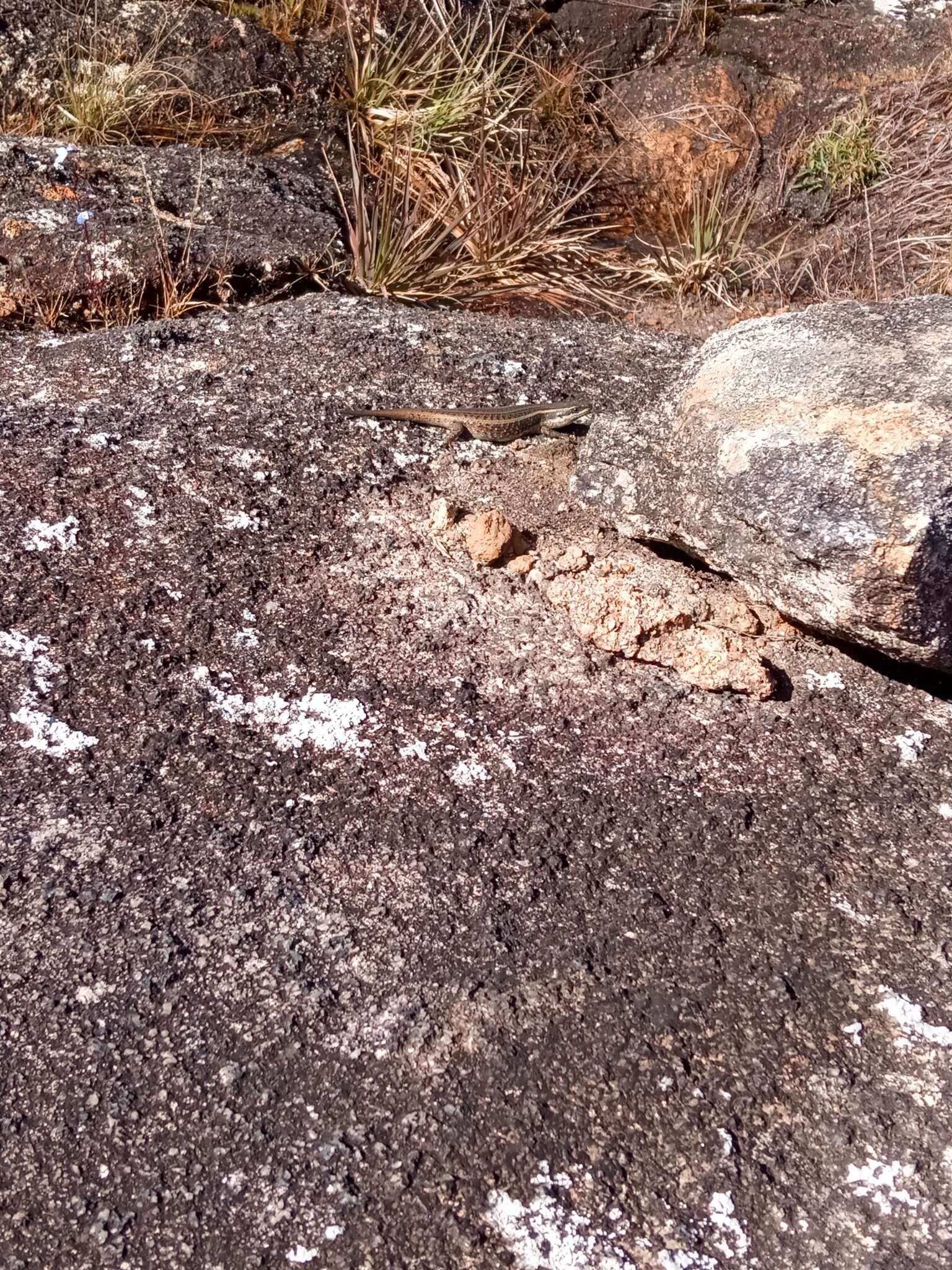 Image of Mulanje Skink