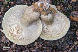 Tricholoma viridiolivaceum G. Stev. 1964的圖片