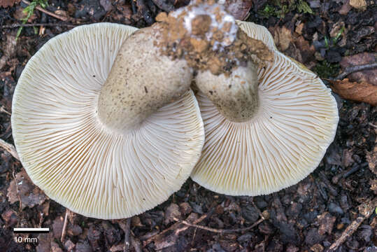 Tricholoma viridiolivaceum G. Stev. 1964 resmi