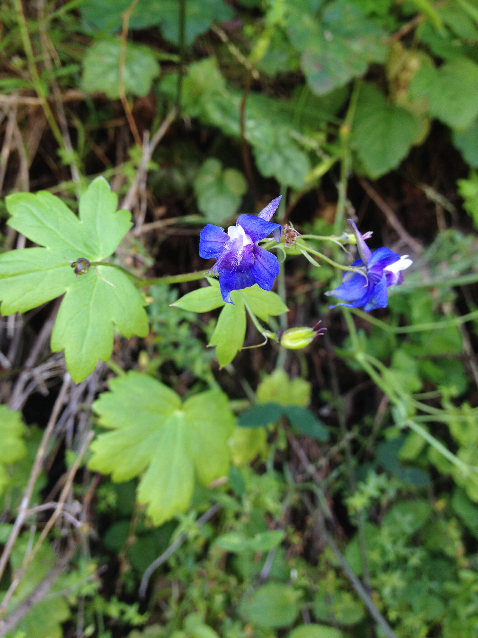 Image of Baker's delphinium