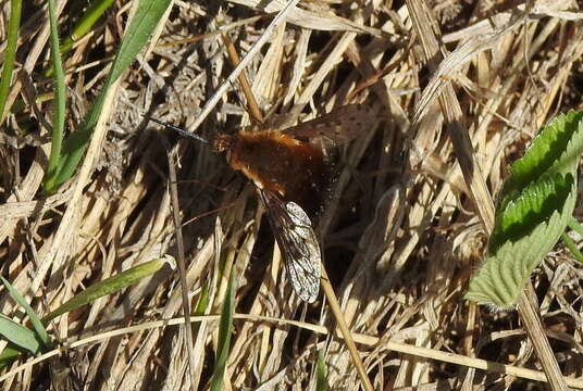 Image of Dotted bee-fly