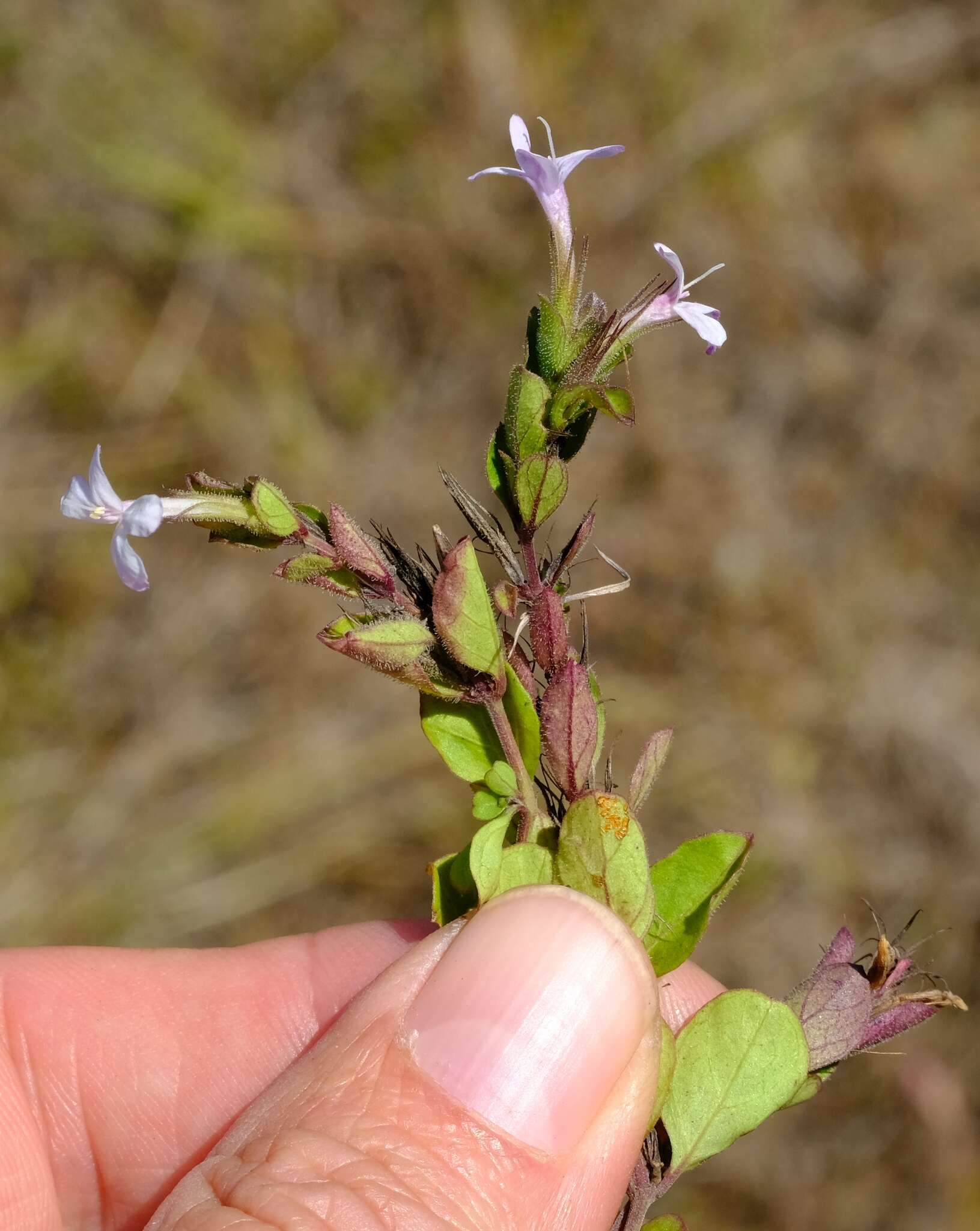 Image of Dyschoriste setigera (Pers.) J. C. Manning & Goldblatt