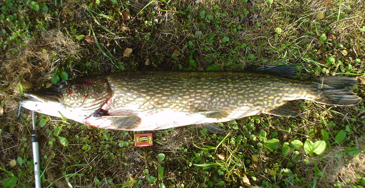 Image of Northern pike