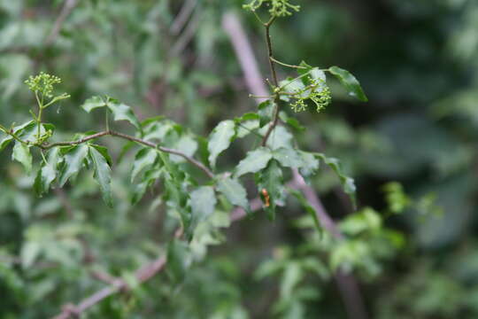 Image of Texas torchwood