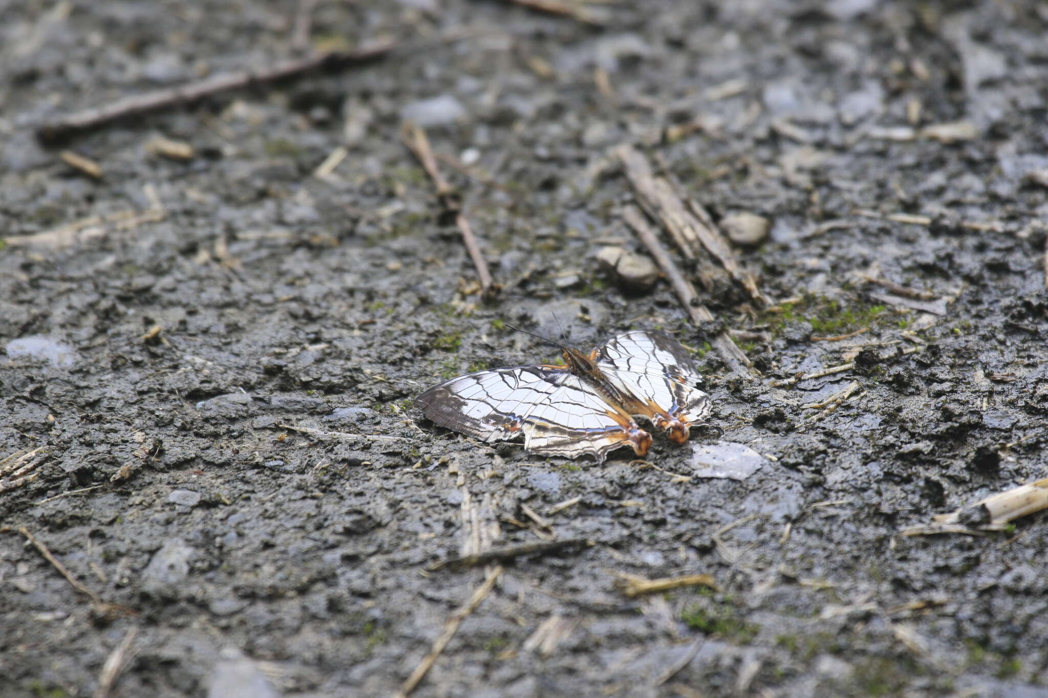 Cyrestis thyodamas chinensis Martin 1903的圖片