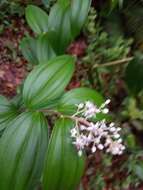 Image de Maianthemum paniculatum (M. Martens & Galeotti) La Frankie