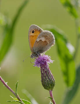 Image of small heath