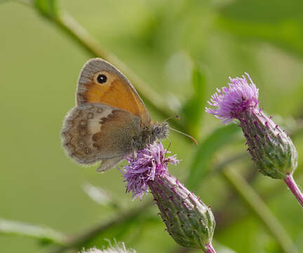 Image of small heath