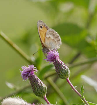 Image of small heath