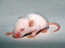 Image of Old World Mice and Pygmy Mice