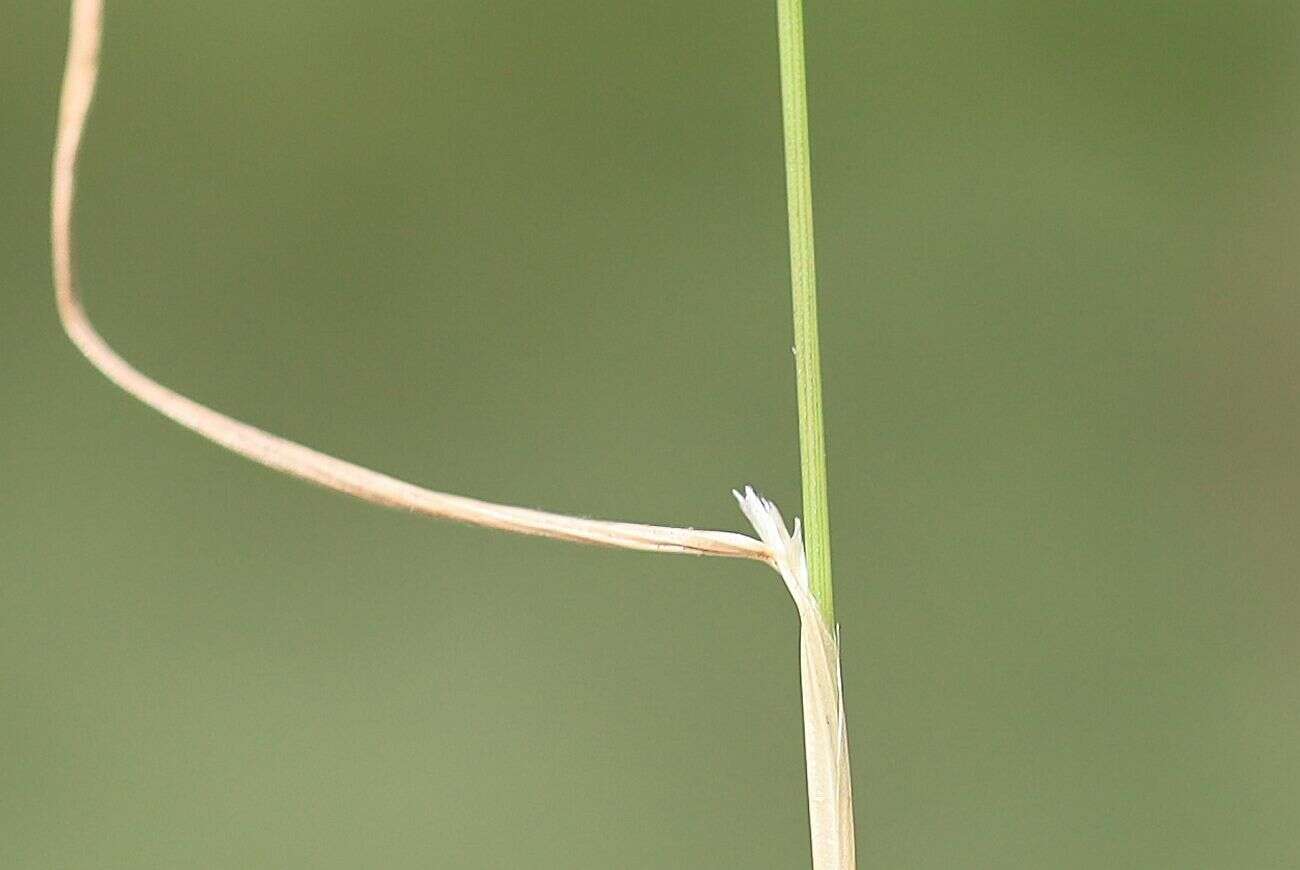 Image of Rock Bent