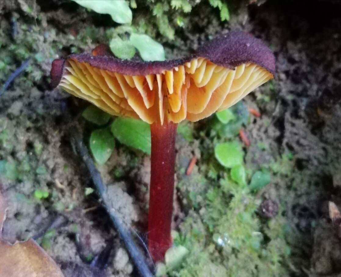 Hygrocybe sangayensis A. Barili, C. W. Barnes, J. A. Flores & Ordoñez 2017 resmi