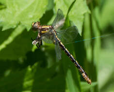 صورة Ophiogomphus susbehcha Vogt & Smith 1993