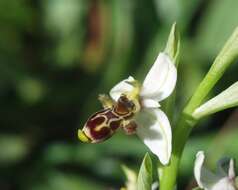 Image de Ophrys scolopax subsp. apiformis (Desf.) Maire & Weiller