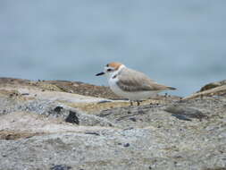 Charadrius dealbatus (Swinhoe 1870) resmi