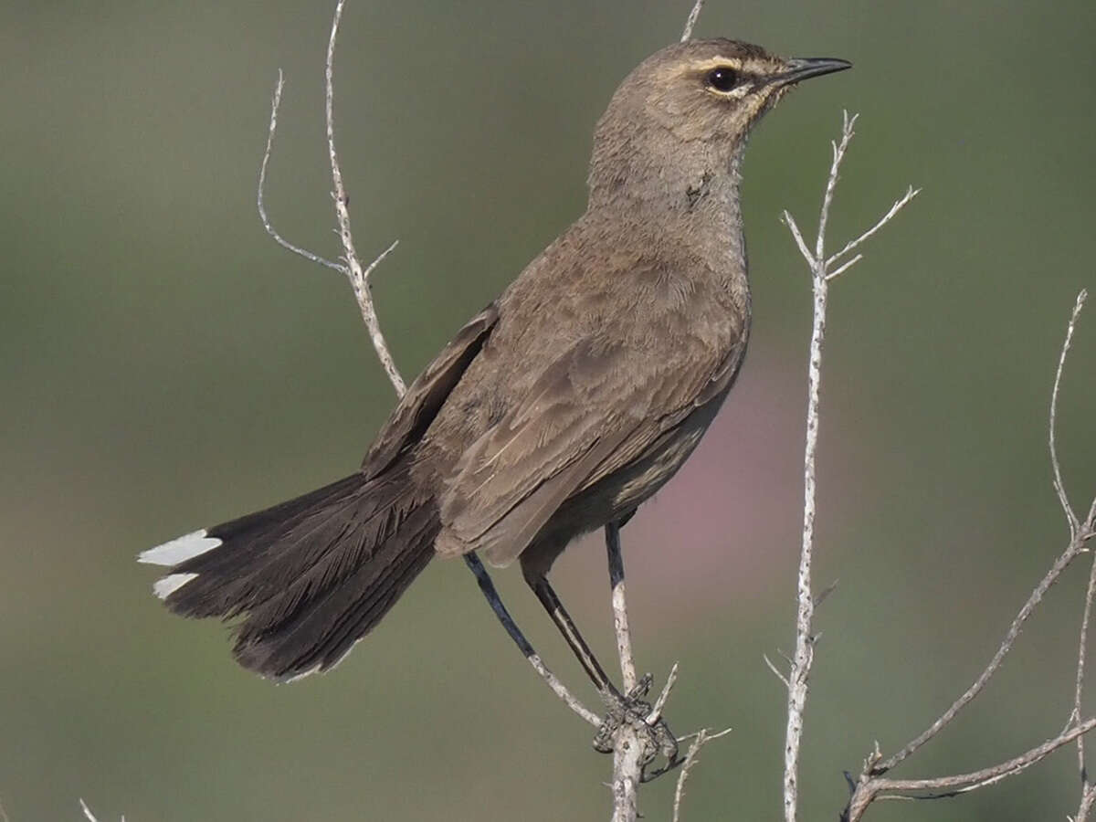 Image of Karoo Scrub Robin