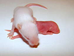 Image of Old World Mice and Pygmy Mice