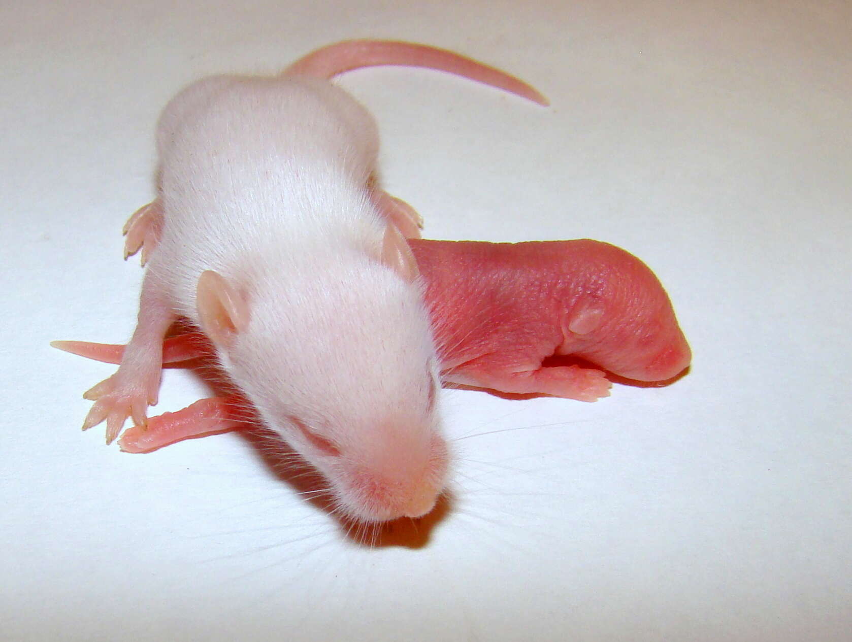 Image of Old World Mice and Pygmy Mice