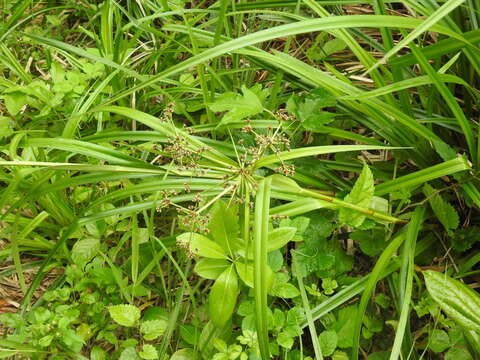 Imagem de Scirpus ternatanus Reinw. ex Miq.