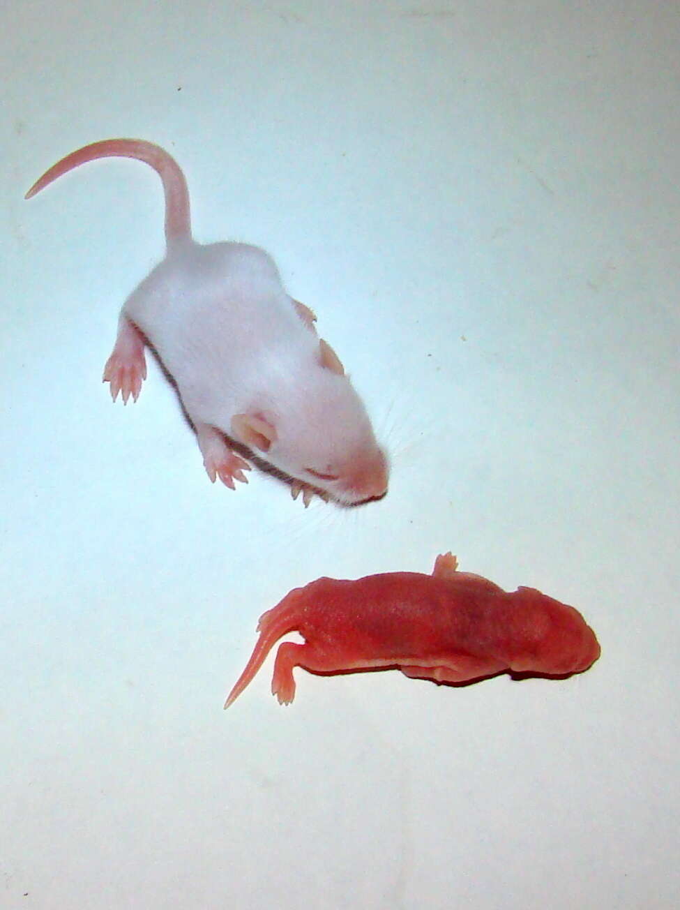 Image of Old World Mice and Pygmy Mice