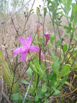 Image of flor de pasmo