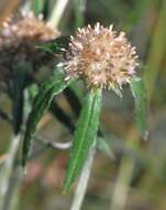 Image of tropical creeping cudweed