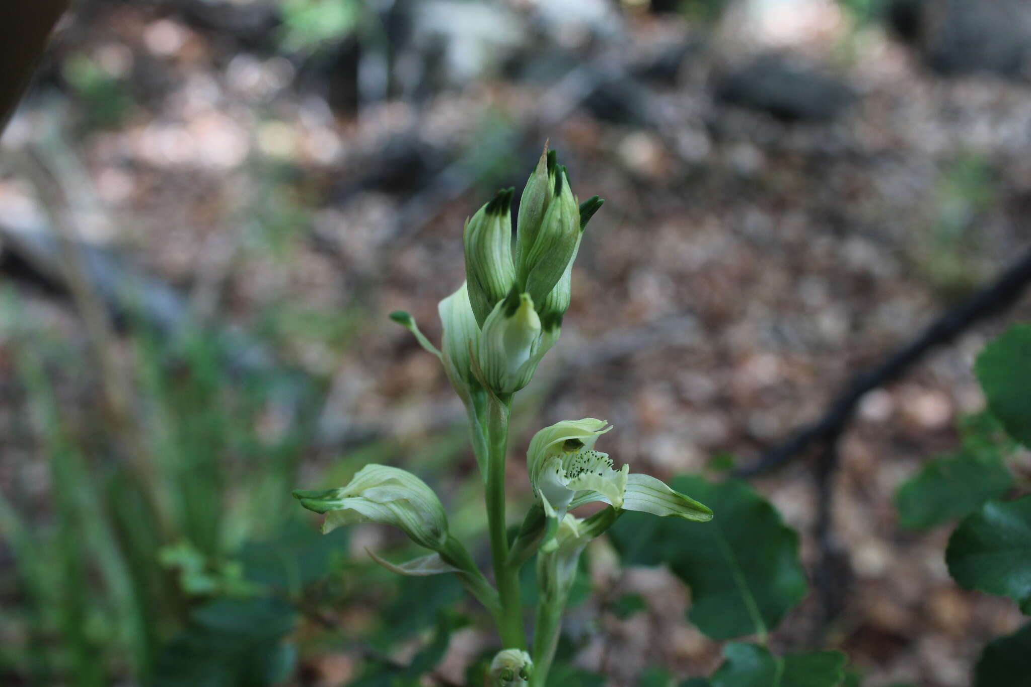 Image of Chloraea multiflora Lindl.