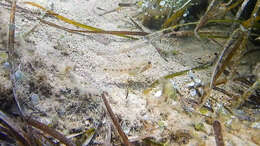 Image of Slender Goby