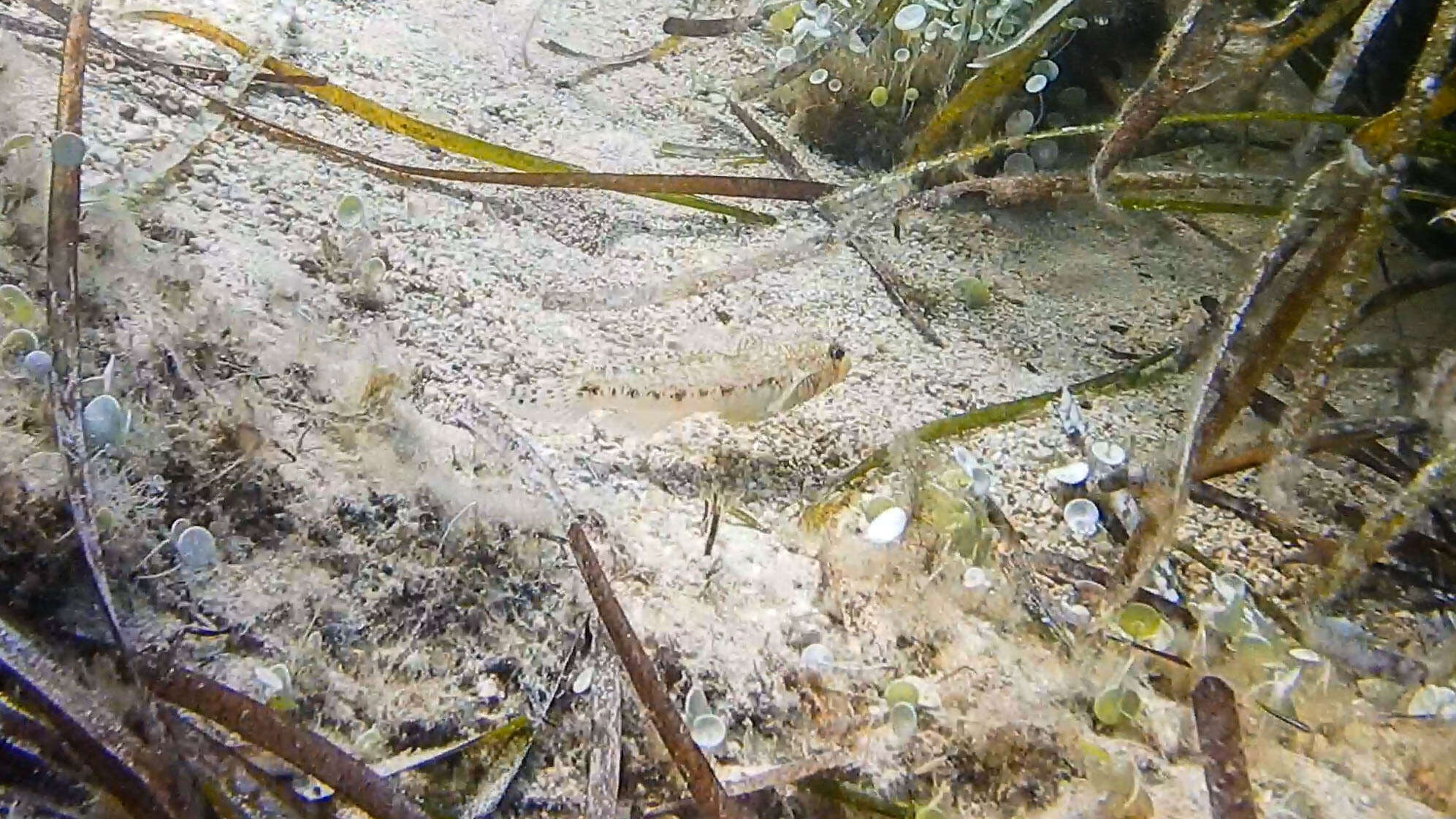 Image of Slender Goby