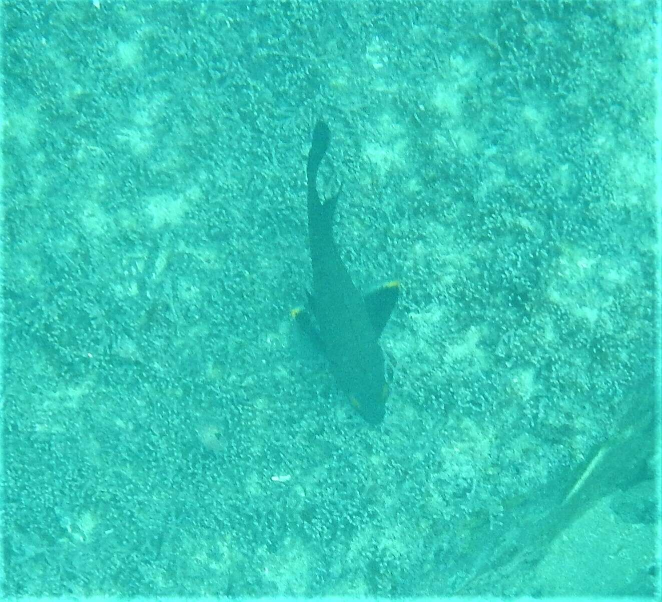 Image of Galapagos ringtail damselfish