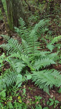 Image of southern woodfern