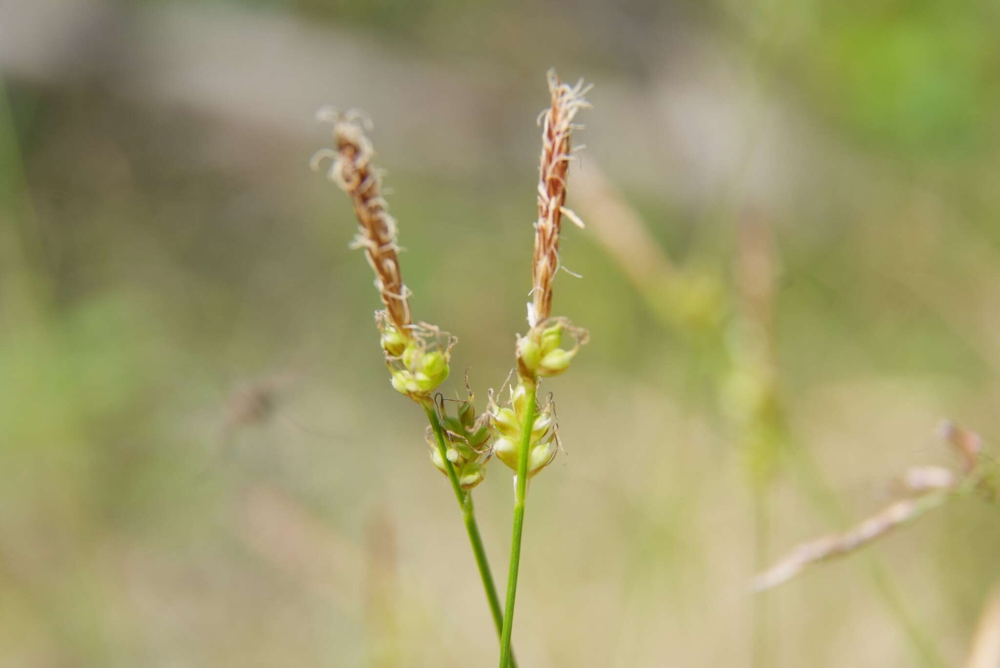 Image of Carex amgunensis F. Schmidt