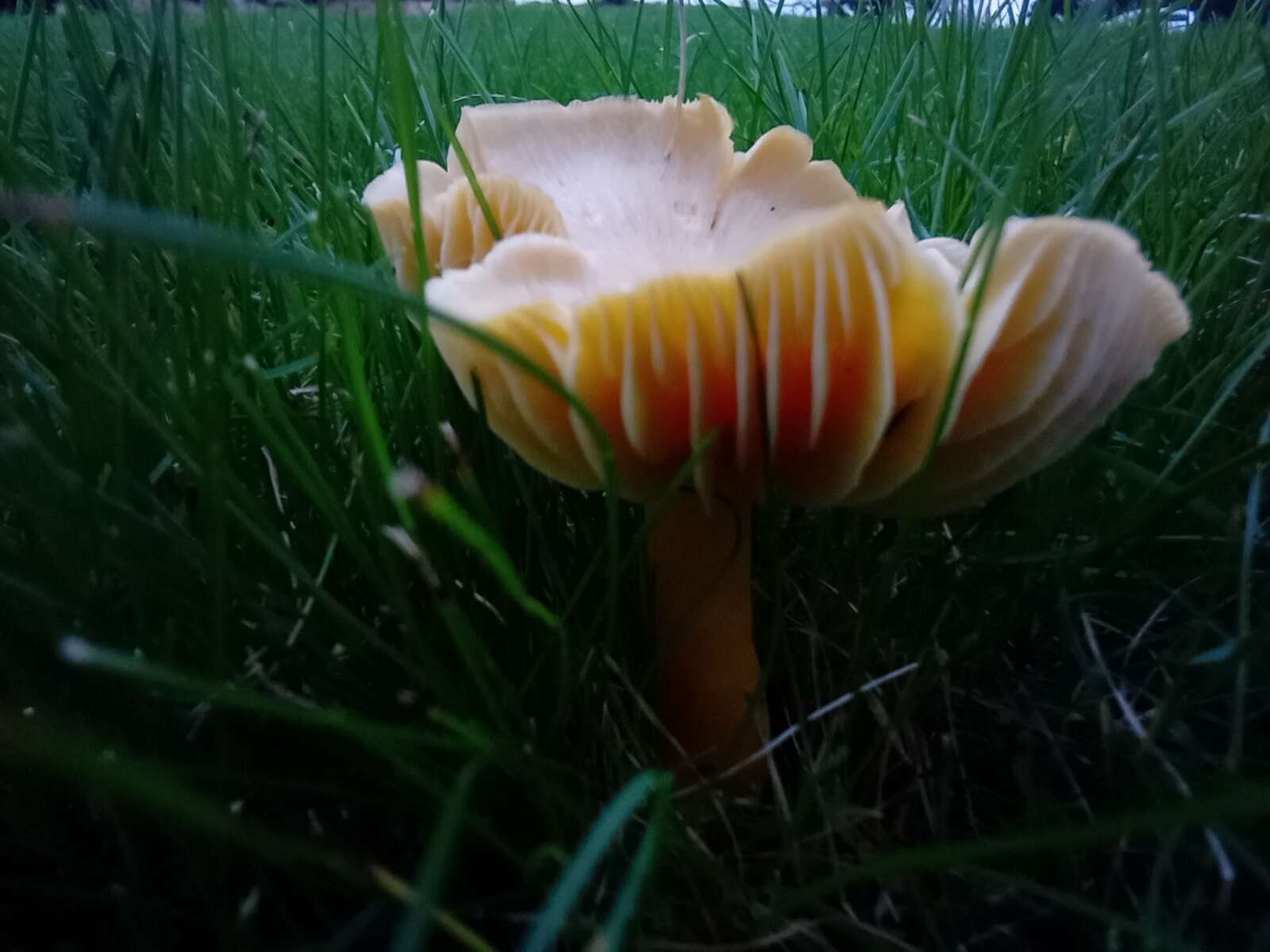 Image of Hygrocybe quieta (Kühner) Singer 1951