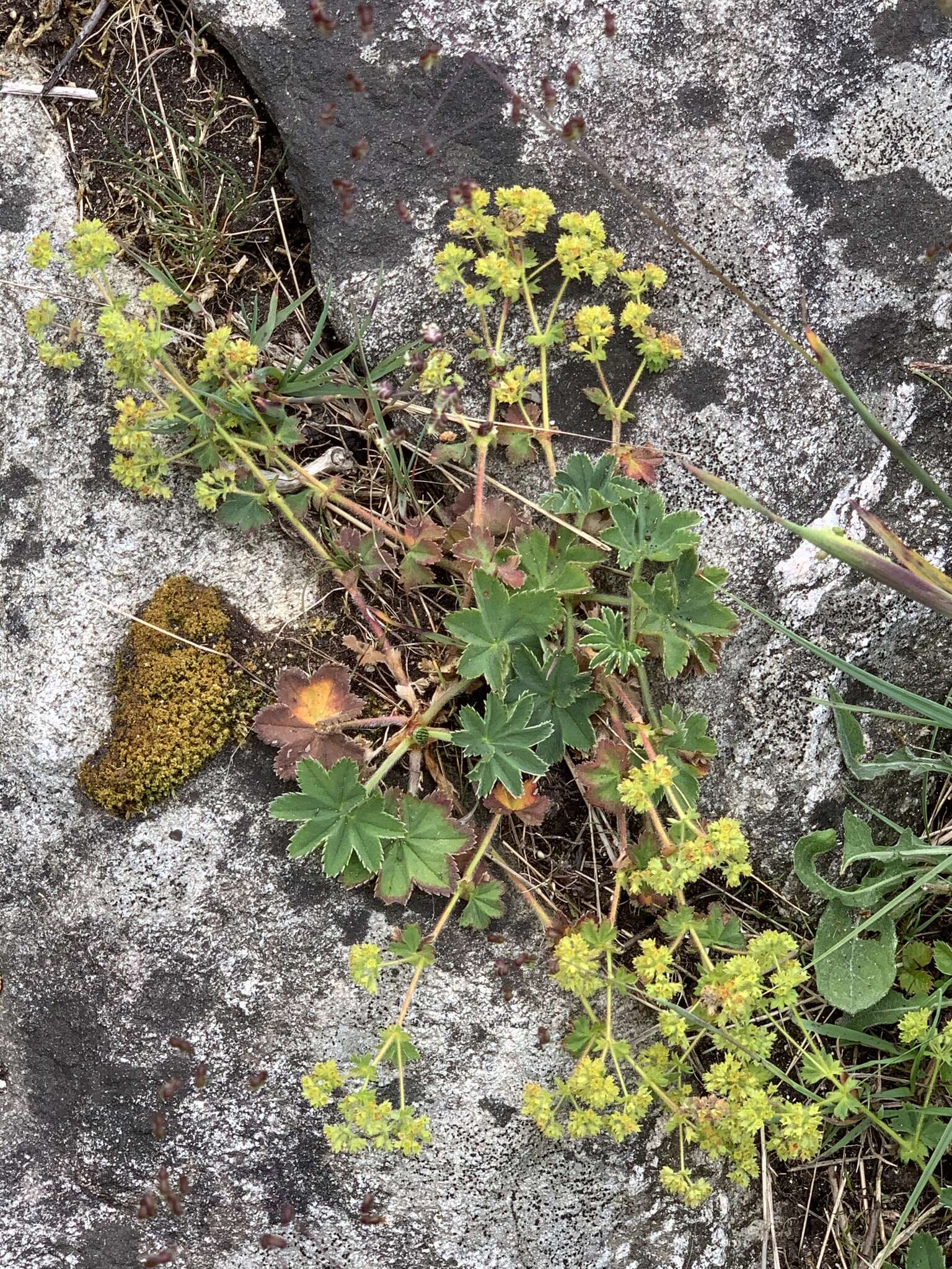 صورة Alchemilla glaucescens Wallr.