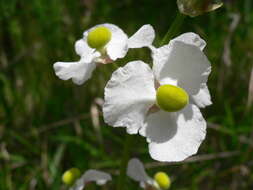 Sagittaria latifolia Willd. resmi