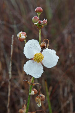 Sagittaria latifolia Willd. resmi