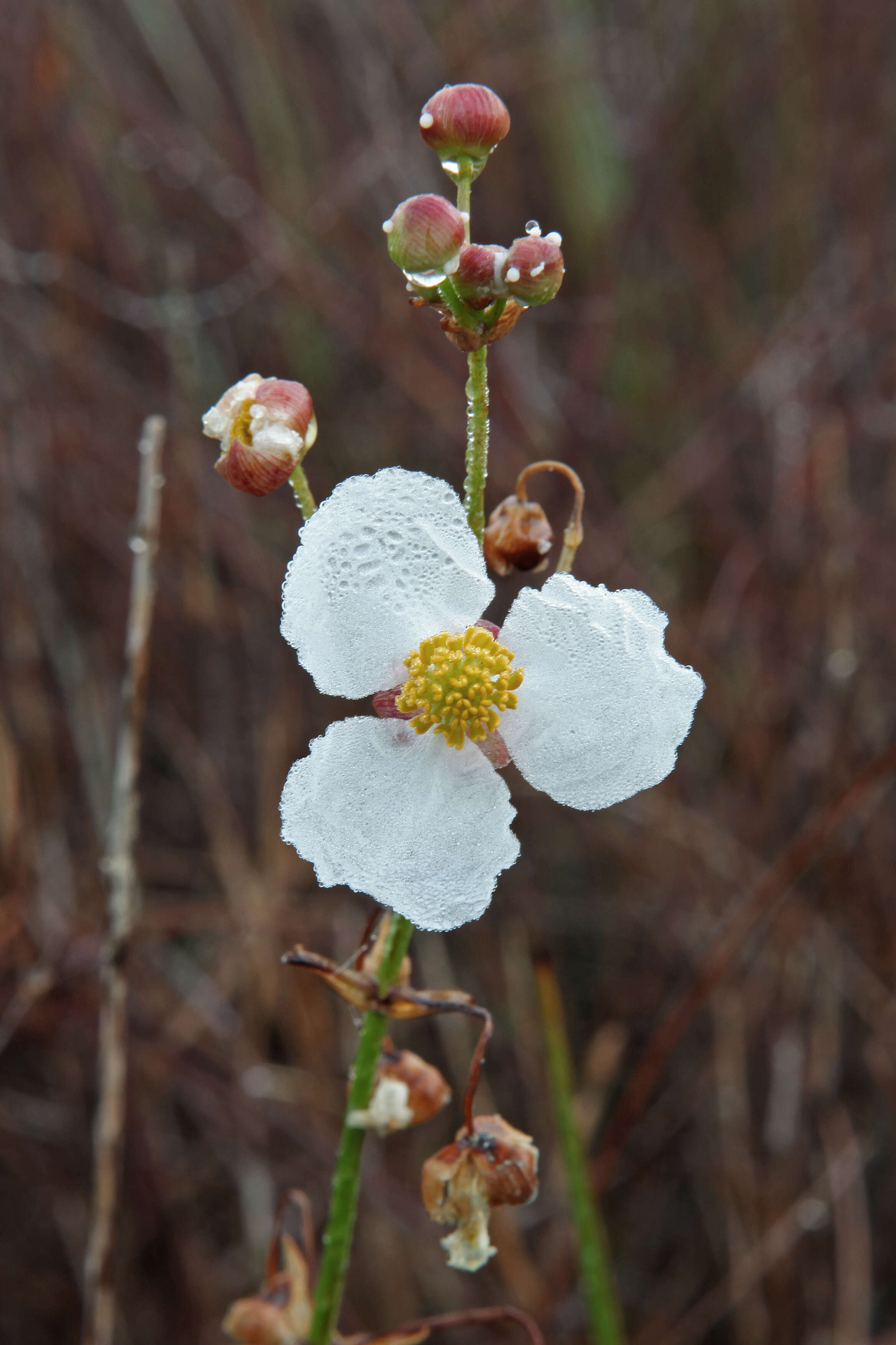 Sagittaria latifolia Willd. resmi