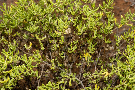 Image of Roepera aurantiaca subsp. aurantiaca