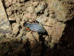 Carabus (Ctenocarabus) galicianus Gory 1839 resmi